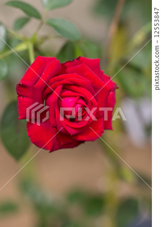 四季玫瑰(Helmut Cole Rose) 四季玫瑰(Helmut Cole Rose) 12553847