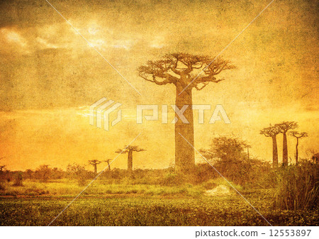 Vintage image of Baobabs avenue, Madagascar 12553897