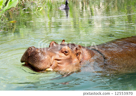 African Hippo Enjoying the Water  12553970