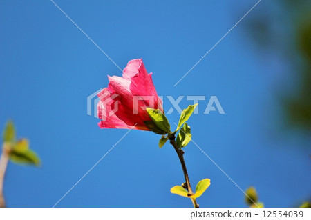 Rose of Sharon flower 12554039