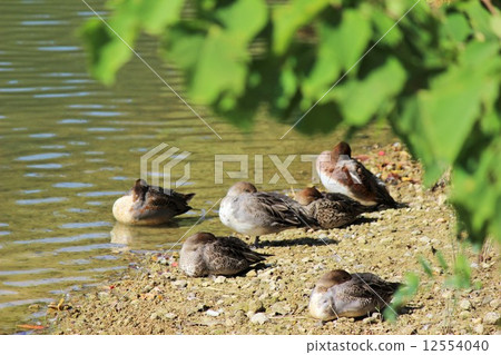 水禽的陽光充足的地方 水禽的陽光充足的地方 12554040