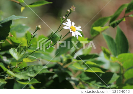 川原野心 12554043