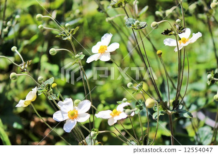 打破碗花花 12554047