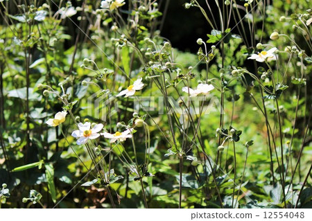 打破碗花花 12554048