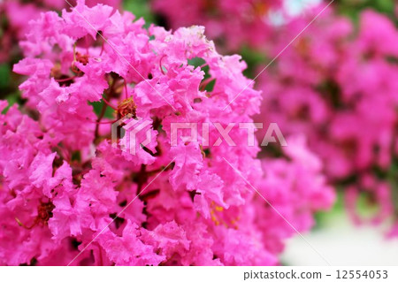 Cute flower Cute flower 12554053