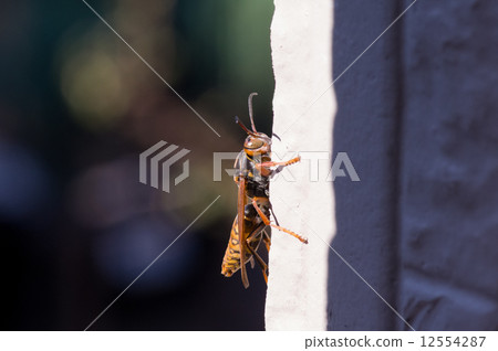 Polistes jokahamae 12554287