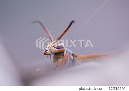 Polistes jokahamae 12554291