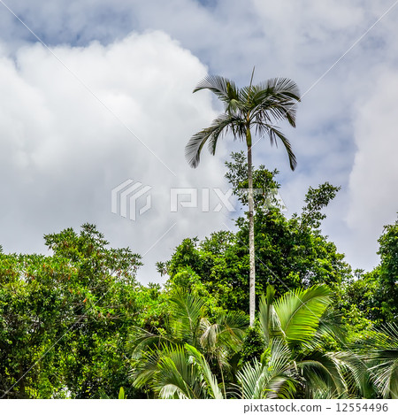 Palm Tree 12554496