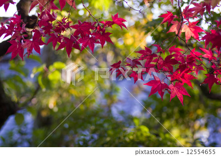Autumn leaves 12554655
