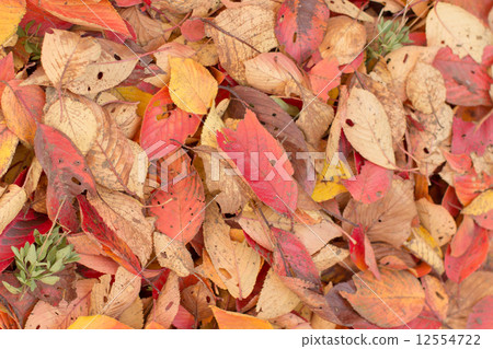 落葉 落葉 12554722