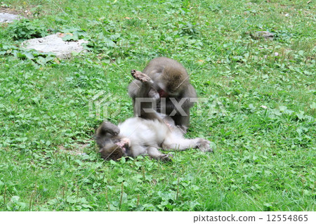 Kannaki Falls猴子放鬆的時刻 12554865