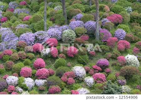 杜鵑花園 12554906