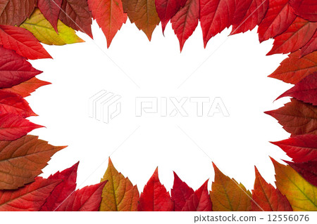 Autumn Leaves 12556076
