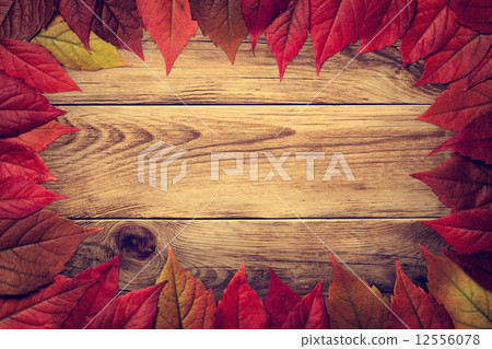 Autumn Leaves 12556078