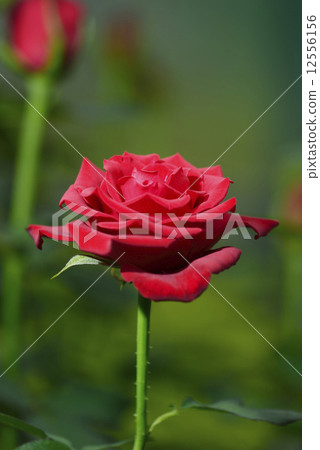 武士08（玫瑰） 12556156