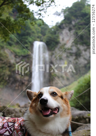 瀑布和柯基犬 瀑布和柯基犬 12556274