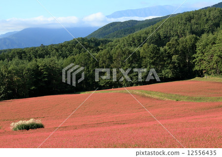 紅蕎麥麵場 12556435