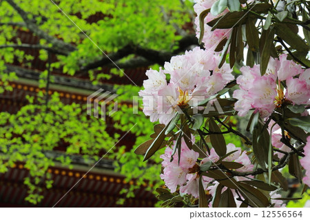 Hasegaji Keshuguha和五層寶塔 12556564