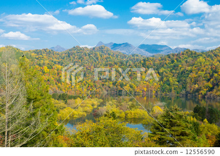 Yellow leaves of Yubari River (Yubari city) 12556590