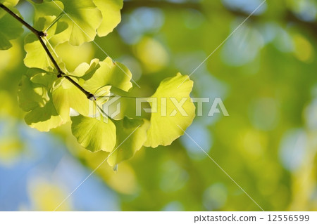 Background shooting of ginkgo began to color and copy space of blue sky Background shooting of ginkgo began to color and copy space of blue sky 12556599