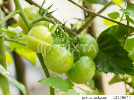 藍色迷你番茄 12556643