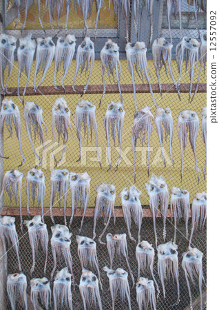 魷魚的觸手 12557092