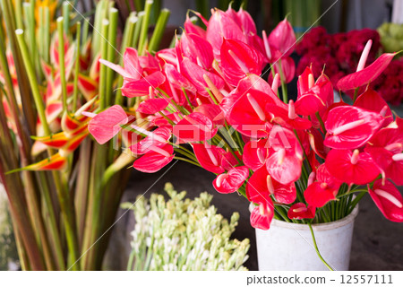 Anthurm Beniuchiwa at the flower shop in Bali Ubud 12557111