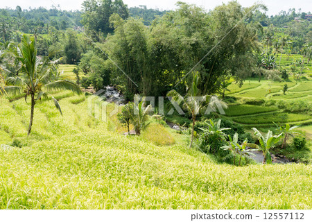 Bali Jatilwy's Rice Terrace 12557112