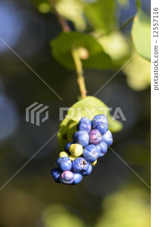 Fruit of Ishikawa 12557116