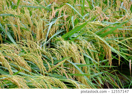 Fallen rice Fallen rice 12557147