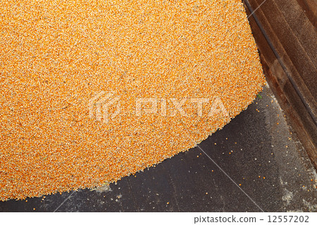 Pile of raw kernel corn beans 12557202