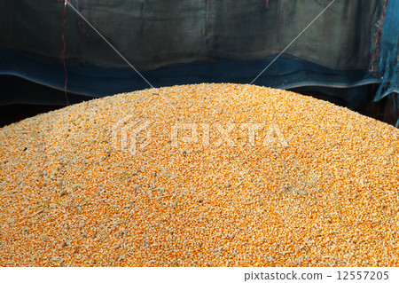 Pile of raw kernel corn beans 12557205