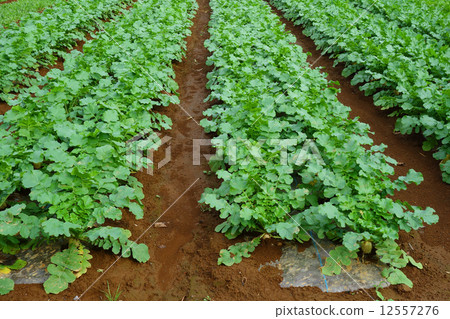 Japanese radish field 12557276