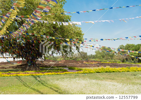 Nepal Lumbini Bodhi and Flag of Five Colors Talcho 12557799