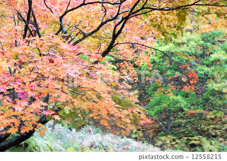 Colorful autumn leaves Colorful autumn leaves 12558215