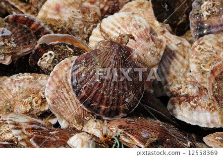 Scallop  12558369