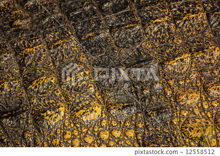 Crocodile skin texture. Shot in Thailand 12558512