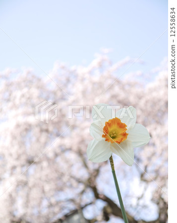 水仙和櫻桃樹 12558634