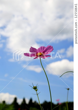 宇宙 宇宙 12558641