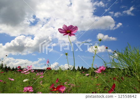 宇宙 宇宙 12558642