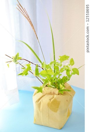 Susuki和Shimotsuke 12558695