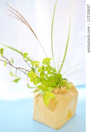 Susuki和Shimotsuke 12558697