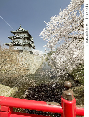 Cherry blossoms, Hirosaki park, Japan 12558815