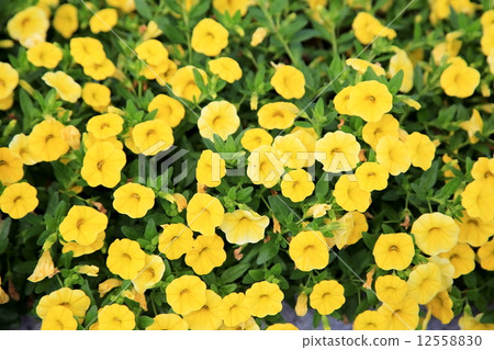Calibrachoa 12558830