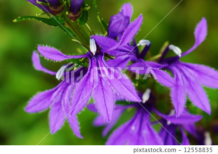 夏季田野花·Sawah Gyo藍紫羅蘭花·水平位置向上 12558835