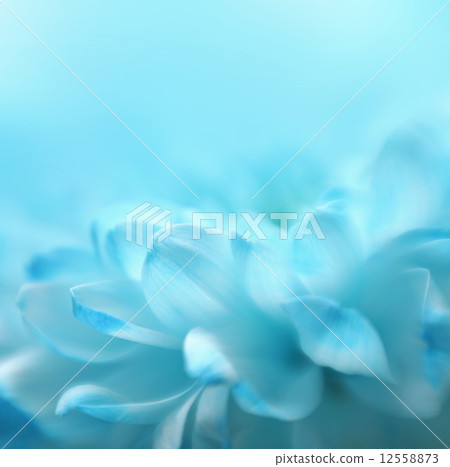 Soft focus flower background with copy space. Made with lens-bab 12558873