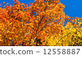Autumn color 12558887