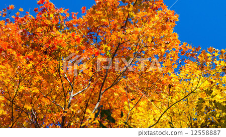 Autumn color 12558887