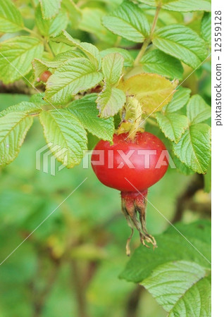 Seaside plants · Red fresh Hamanasu fruit (rosehip) 1 · Vertical position Seaside plants · Red fresh Hamanasu fruit (rosehip) 1 · Vertical position 12559128