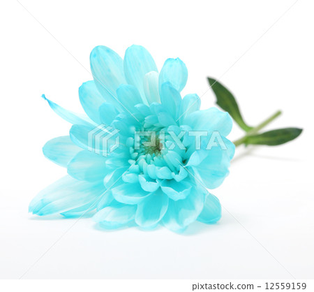 blue chrysanthemum flower on white 12559159